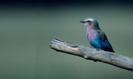 Colombia: Destino de Aves y Golf
