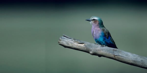 Colombia: Destino de Aves y Golf