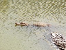 Caimán en boca de caño (3er Día)