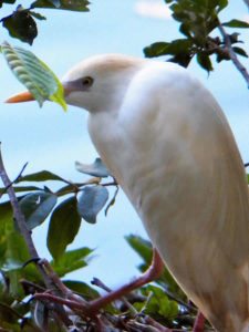 Garza Blanca (3er Día)