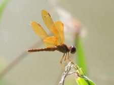 Libélula (3er Día)