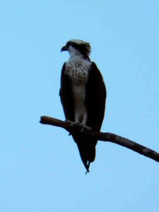 Osprey (3er Día)