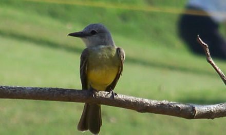 Fauna Viviente y Reluciente