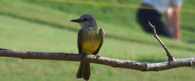 Fauna Viviente y Reluciente