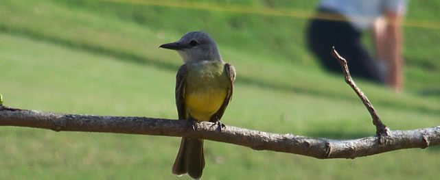 Fauna Viviente y Reluciente