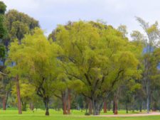 Cancha Country Club de Bogotá