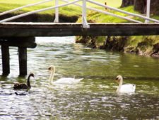 Cisnes Country Club de Bogotá