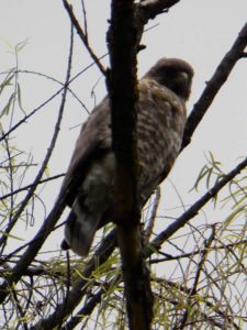 Avistamiento Aves CC de Bogotá 2do Día