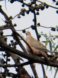 Avistamiento Aves CC de Bogotá 2do Día