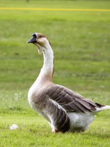 Avistamiento Aves CC de Bogotá 2do Día