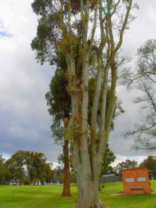 Árboles CC de Bogotá 2do Día