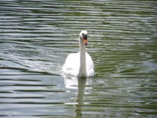 Cisne Country Club de Bogotá