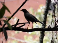 Avistamiento de Aves CC de Bogotá 3er Día