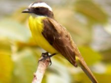 Avistamiento de aves CG Panamá