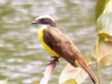 Avistamiento de aves CG Panamá