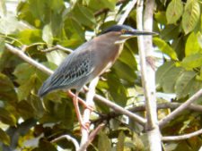 Avistamiento de aves CG Panamá