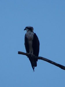 Osprey