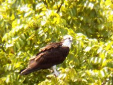 Osprey