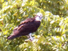 Osprey