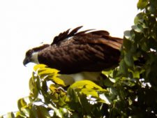 Osprey