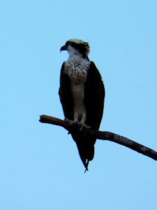 Osprey