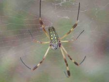 Araña