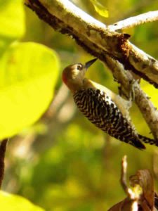 Avistamiento Aves (Carpintero)