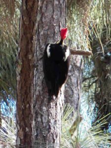 Avistamiento Aves (Otra Especie Carpintero)