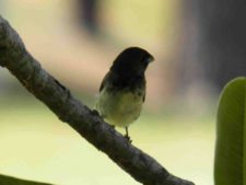 Avistamiento Aves CG Panamá