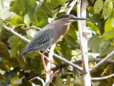 Avistamiento Aves CG Panamá