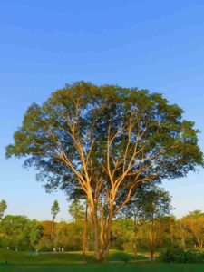 Árbol Cancha CG Panamá