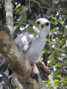 Especie Rapiña Desconocida