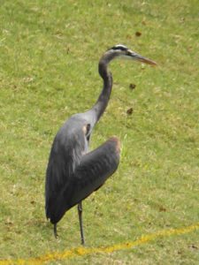 Garza Azul