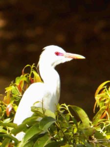 Garza Blanca