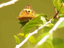 Mariposa