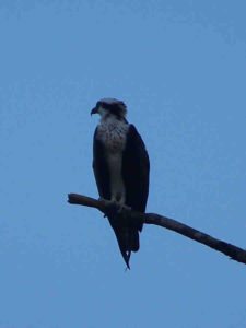 Osprey