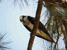 Osprey