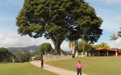 La Vida del Árbol de Golf