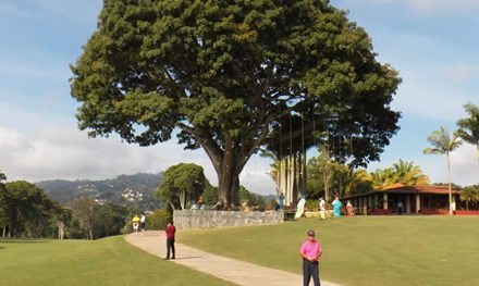 La Vida del Árbol de Golf