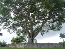 Ceiba, Lagunita Country Club