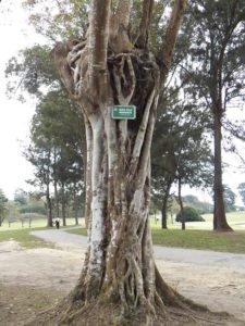 La Vida del Árbol de Golf