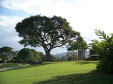 La Vida del Árbol de Golf