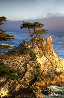 Lone Cypress (cortesía upload.wikimedia.org)