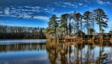 Lakeside trees (cortesía www.landscapehdwalls.com)