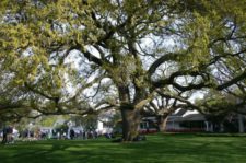 The Big Oak Tree (cortesía photos.worldisround.com)
