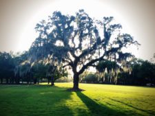 Winter Park Country Club Tree (cortesía floridavideographer.com)