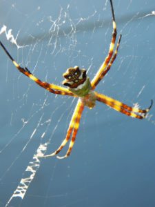 Araña de Palmera