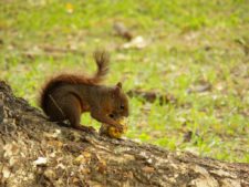 Ardilla Comiendo