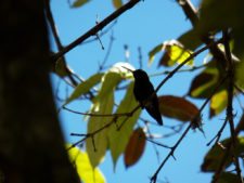 Colibrí