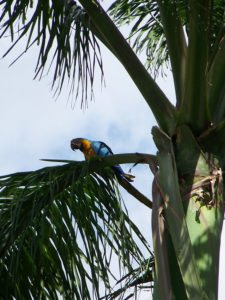 Guacamaya